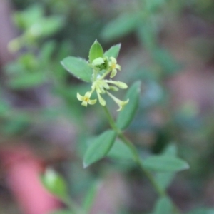 Pimelea curviflora at Mongarlowe, NSW - 14 Oct 2020