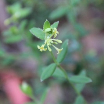 Pimelea curviflora (Curved Rice-flower) at Mongarlowe, NSW - 13 Oct 2020 by LisaH