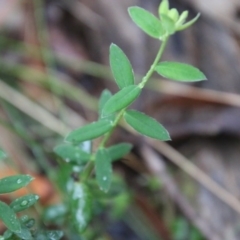 Pimelea curviflora at Mongarlowe, NSW - 14 Oct 2020