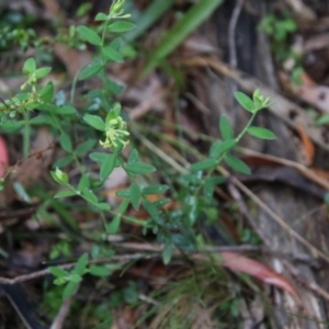 Pimelea curviflora at Mongarlowe, NSW - 14 Oct 2020