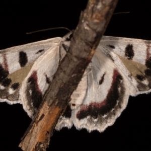 Crypsiphona ocultaria at Melba, ACT - 12 Oct 2020