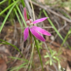 Caladenia carnea (Pink Fingers) at Downer, ACT - 18 Oct 2020 by Liam.m