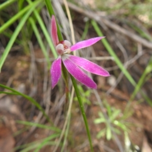 Caladenia carnea at Downer, ACT - suppressed