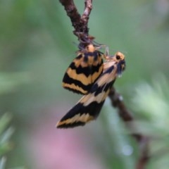 Termessa sp nr xanthomelas (A tiger moth) at Mongarlowe River - 13 Oct 2020 by LisaH