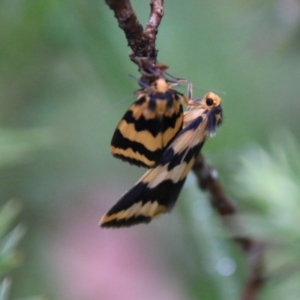 Termessa sp nr xanthomelas at suppressed - 14 Oct 2020