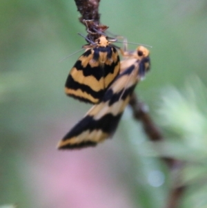 Termessa sp nr xanthomelas at suppressed - 14 Oct 2020