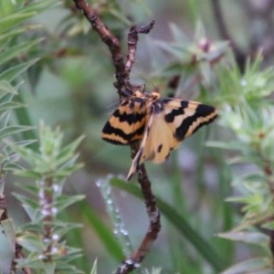 Termessa sp nr xanthomelas at suppressed - 14 Oct 2020