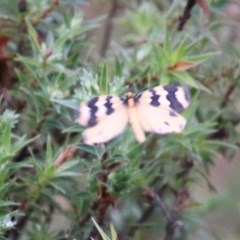 Termessa sp nr xanthomelas at suppressed - 14 Oct 2020