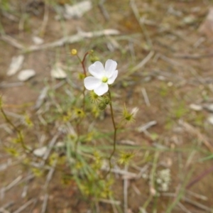 Drosera gunniana at Watson, ACT - 18 Oct 2020 08:56 AM