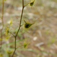 Drosera gunniana at Watson, ACT - 18 Oct 2020 08:56 AM