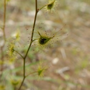 Drosera gunniana at Watson, ACT - 18 Oct 2020