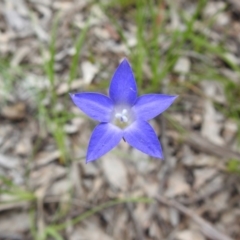 Wahlenbergia capillaris (Tufted Bluebell) at Watson, ACT - 18 Oct 2020 by Liam.m