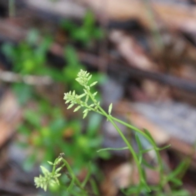 Unidentified Plant by LisaH