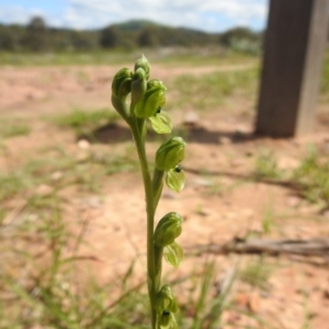 Hymenochilus bicolor at Molonglo Valley, ACT - 18 Oct 2020