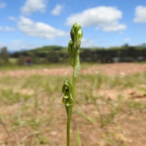 Hymenochilus bicolor (ACT) = Pterostylis bicolor (NSW) at Molonglo Valley, ACT - suppressed