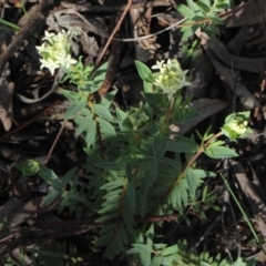 Pimelea treyvaudii (Grey Riceflower) at Gundaroo, NSW - 17 Oct 2020 by MaartjeSevenster