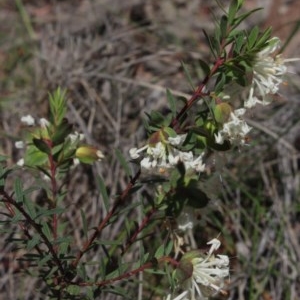 Pimelea linifolia at Gundaroo, NSW - 17 Oct 2020