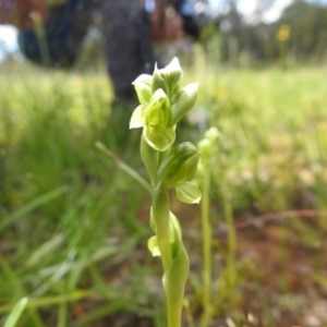 Hymenochilus sp. at Molonglo Valley, ACT - 18 Oct 2020