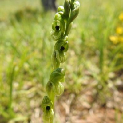 Hymenochilus bicolor (Black-tip Greenhood) at Molonglo Valley, ACT - 18 Oct 2020 by Liam.m