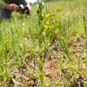 Hymenochilus bicolor at Molonglo Valley, ACT - 18 Oct 2020