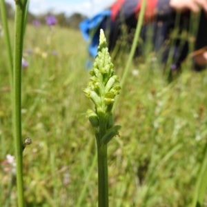 Microtis parviflora at Watson, ACT - suppressed