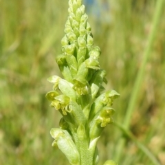 Microtis parviflora at Watson, ACT - suppressed