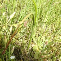 Microtis parviflora at Watson, ACT - suppressed