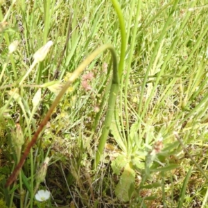 Microtis parviflora at Watson, ACT - suppressed