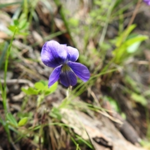 Viola betonicifolia at Fadden, ACT - 18 Oct 2020