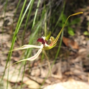 Caladenia atrovespa at Fadden, ACT - 18 Oct 2020