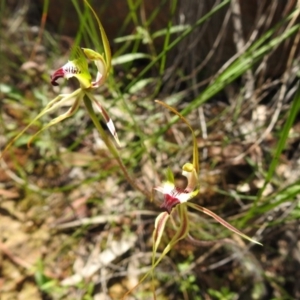 Caladenia atrovespa at Fadden, ACT - 18 Oct 2020