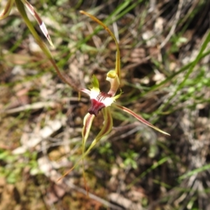 Caladenia atrovespa at Fadden, ACT - 18 Oct 2020