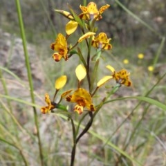 Diuris semilunulata (Late Leopard Orchid) at Wanniassa Hill - 18 Oct 2020 by Liam.m