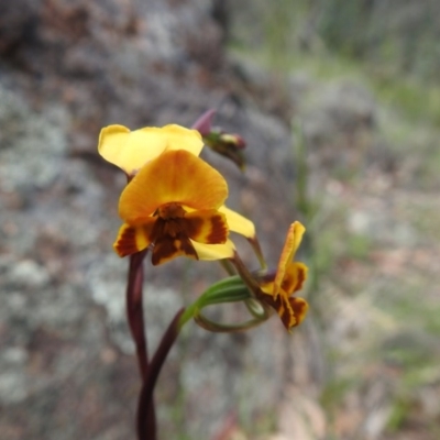 Diuris semilunulata (Late Leopard Orchid) at Fadden, ACT - 18 Oct 2020 by Liam.m