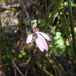 Caladenia carnea at Fadden, ACT - 18 Oct 2020