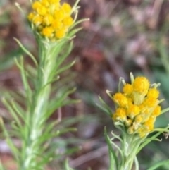 Chrysocephalum semipapposum (Clustered Everlasting) at Griffith, ACT - 18 Oct 2020 by AlexKirk