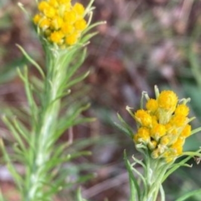 Chrysocephalum semipapposum (Clustered Everlasting) at Griffith, ACT - 18 Oct 2020 by AlexKirk