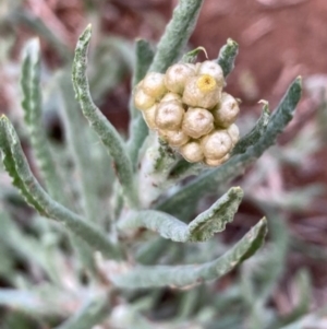 Pseudognaphalium luteoalbum at Griffith, ACT - 18 Oct 2020