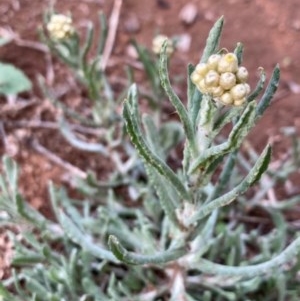 Pseudognaphalium luteoalbum at Griffith, ACT - 18 Oct 2020