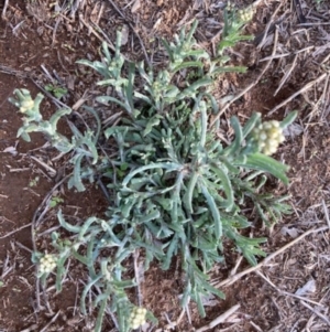 Pseudognaphalium luteoalbum at Griffith, ACT - 18 Oct 2020