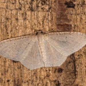 Poecilasthena pulchraria at Melba, ACT - 12 Oct 2020