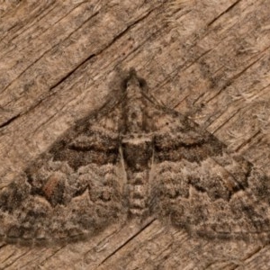 Phrissogonus laticostata at Melba, ACT - 12 Oct 2020