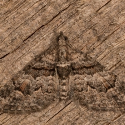 Phrissogonus laticostata (Apple looper moth) at Melba, ACT - 12 Oct 2020 by kasiaaus