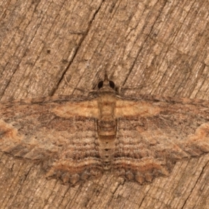 Chloroclystis filata at Melba, ACT - 12 Oct 2020