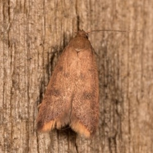 Tachystola acroxantha at Melba, ACT - 12 Oct 2020