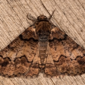 Cryphaea xylina at Melba, ACT - 12 Oct 2020