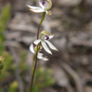 Caladenia cucullata at Downer, ACT - suppressed