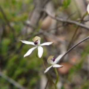 Caladenia cucullata at Downer, ACT - suppressed