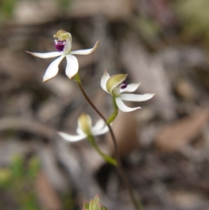 Caladenia cucullata at Downer, ACT - suppressed