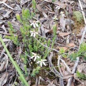 Caladenia cucullata at Downer, ACT - suppressed